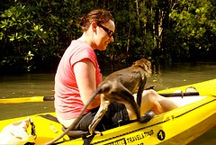 Kayacking with Monkeys