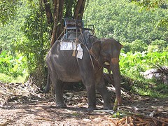 Thailand Elephant