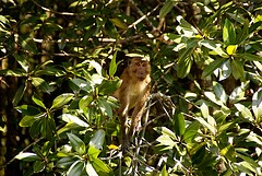 Macaque in tree