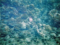 Fish in Clear Water