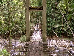 River Bridge in Jungle