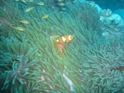 Angel Fish in Coral
